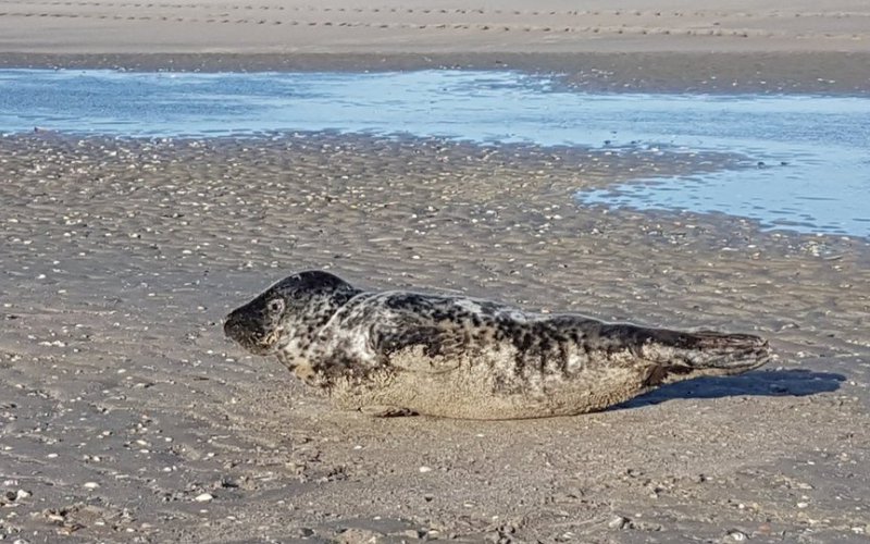 Verzwakte zeehond op Hoek van Holland