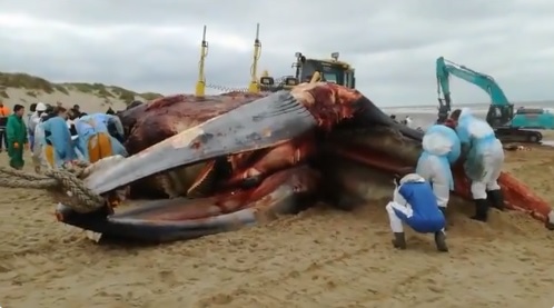 Dode vinvis aangespoeld op Belgische kust
