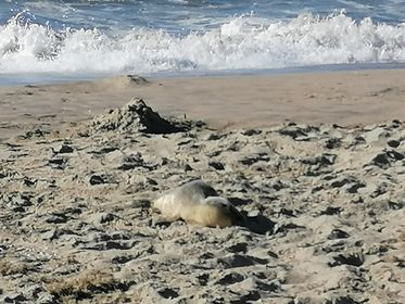 Baby-zeehond op bezoek in Ter Heijde