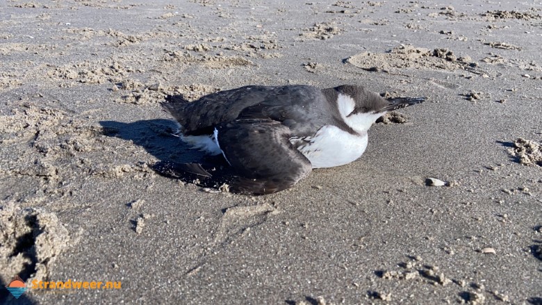Dode vogels door vogelgriep op Walcherse stranden