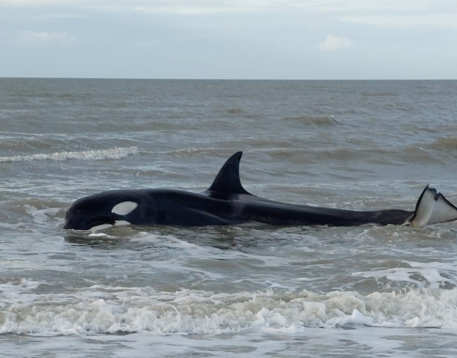 Twee orka 's voor de kust in Zeeland