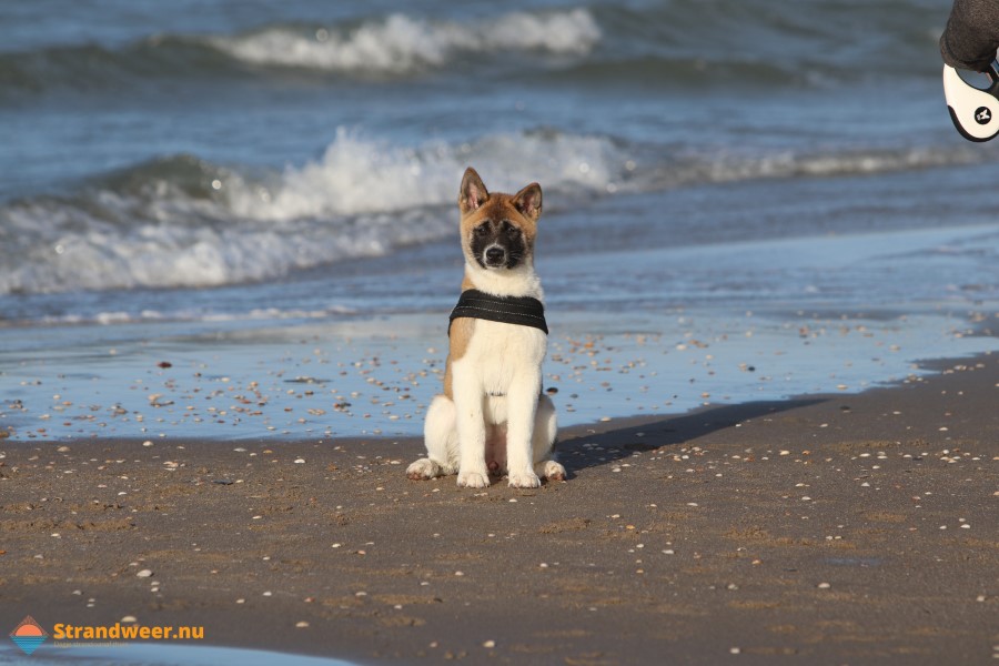 Verdwenen hond gevonden op het strand