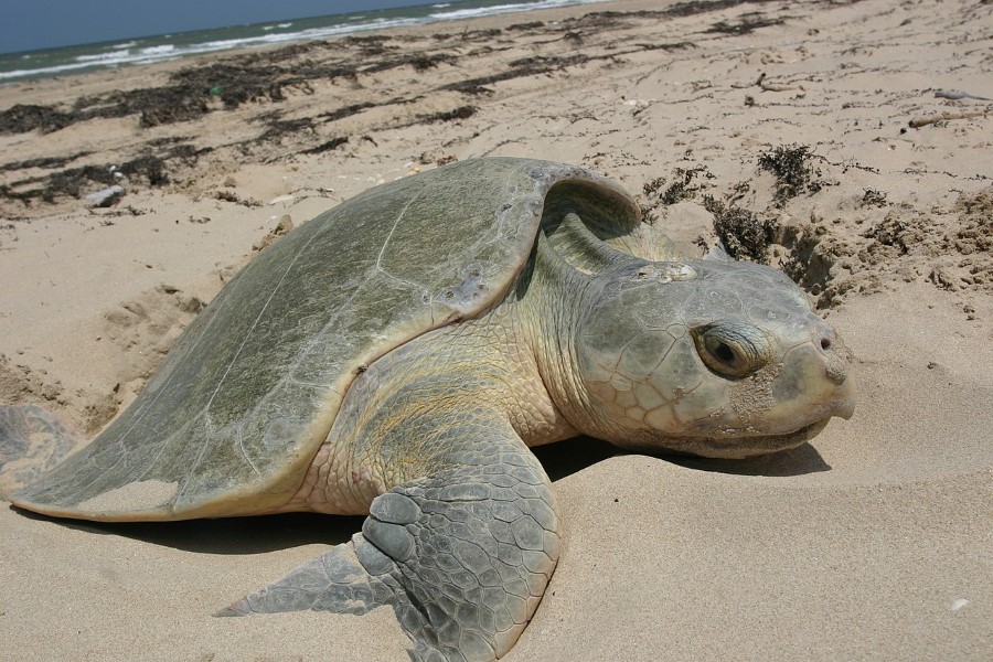 Kemps Ridley schildpad in de opvang bij Blijdorp