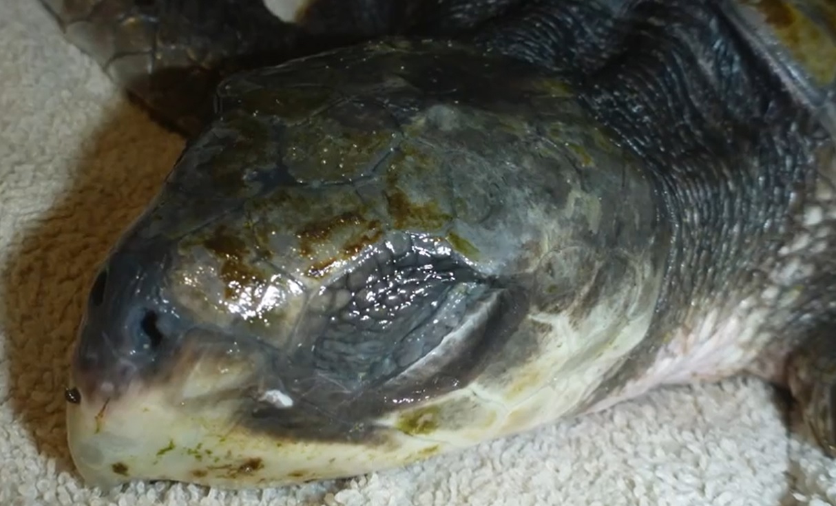 Blijdorp vangt tweede bedreigde zeeschildpad op 