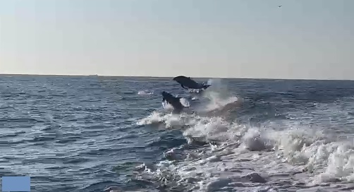 School tuimelaar dolfijnen gezien in Waddenzee