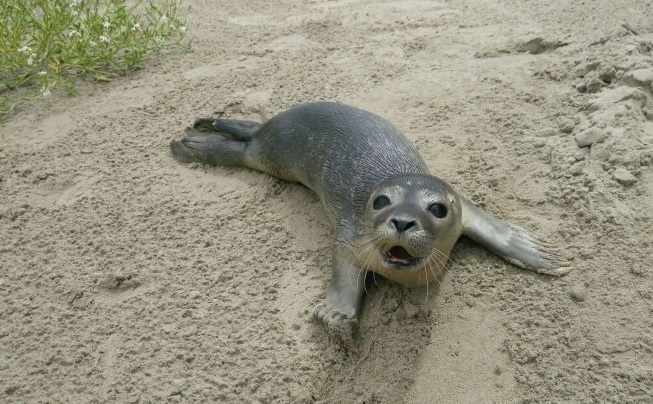 Een zeehond op het strand, wat nu?