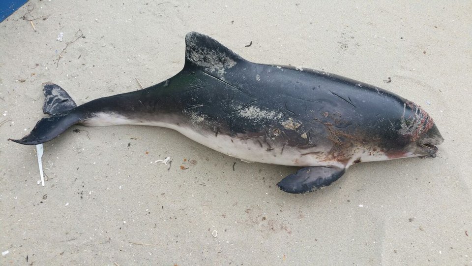 Infectieziekten belangrijkste oorzaak strandingen bruinvissen aan Nederlandse kust