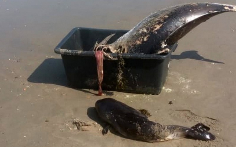 Dode bruinvissen bij Ter Heijde