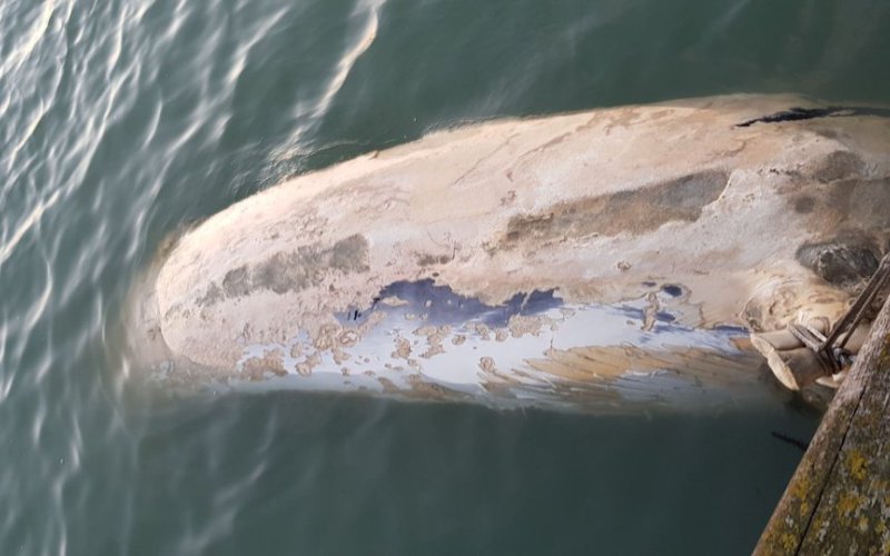 Weer kadaver walvis gevonden in zee