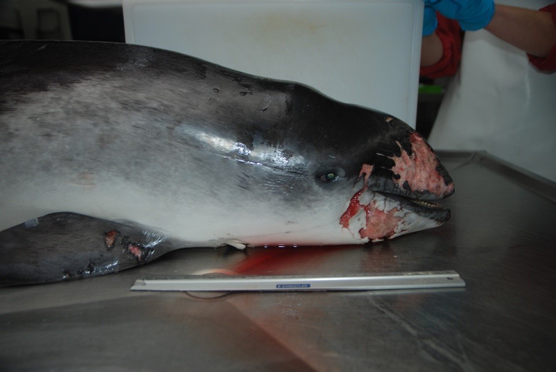 Gestrande bruinvis door vinder uit lijden verlost