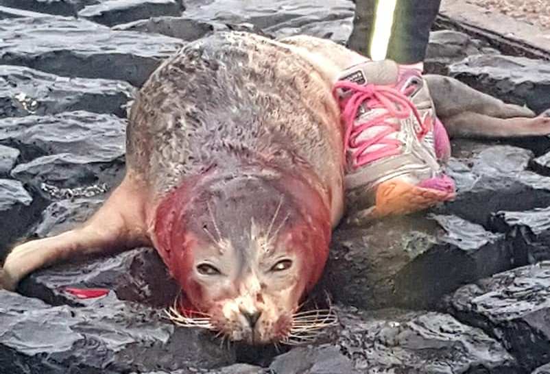 Zeehond doodgebeten bij havenhoofd Scheveningen