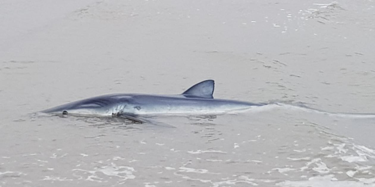 Levende haai gestrand op Ouddorp